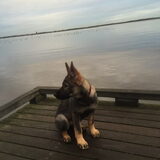 Foto van amster