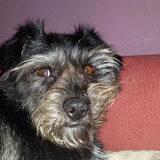 Foto van Ciska en Spanjaardje Moh (Bambi r.i.p.)