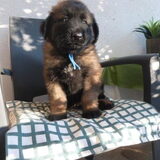 Onze eerste foto van Maqai