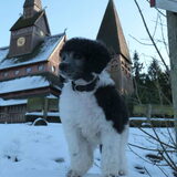 Sneeuw in hahnenklee. Luna bezoekt het dorp.