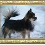 Dit is mijn hondje Qwincy,