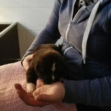 Foto van Jackie en Kiba:)