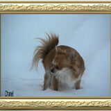 Dit is mijn hondje Chanel lief he