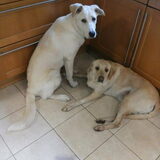 links Kylan rechts Angel