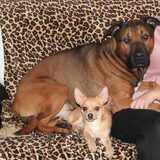 Foto van patricia,  *Spikey* Nino & Lola