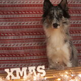 Foto van Angelique; Bruno, Charlie & Fenna