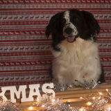 Foto van Angelique; Bruno, Charlie & Fenna