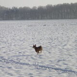Rennen in de sneeuw 03-01-2010