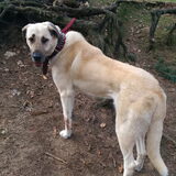 Foto van hennie