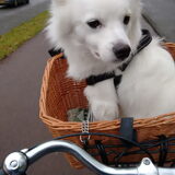 Foto van anja met Bobby(r.i.p. 25-9-25)