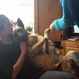 Foto van Dutchshepherdteam