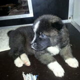 Foto van Jackie en Kiba:)
