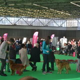 Foto van Sigrid, Sandy, Diva & Nala