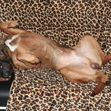 Foto van patricia,  *Spikey* Nino & Lola