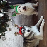 Foto van Tiffani & Pepper