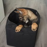 Foto van amster