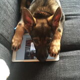 Foto van amster
