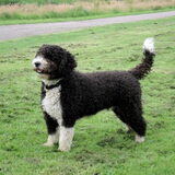 Foto van Ciska en Spanjaardje Moh (Bambi r.i.p.)