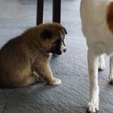 Foto van Jackie en Kiba:)