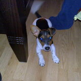 Onze jackie 5½ maand oud. loopt al 3 weken met 1 oor overeind en 1tje…