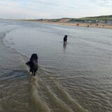 Het strand, sjoek en blaf .......