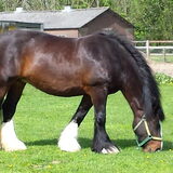 Beer: onze shire merrie