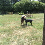 Luna speelt met Max op camping La Soupeze, speciaal ingericht voor…