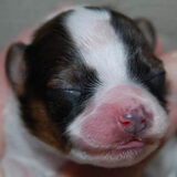 Één van de pups!