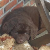 Foto van Willemijn - baasje van Vika .           Bams  en Ogin   ¥ .