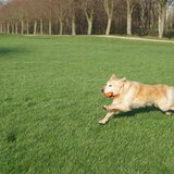 Foto van Wilma en Dobby (RIP)