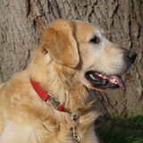 Foto van Wilma en Dobby (RIP)