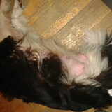 Foto van peggy