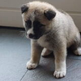 Foto van Jackie en Kiba:)