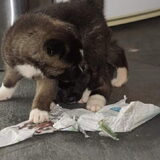 Foto van Jackie en Kiba:)