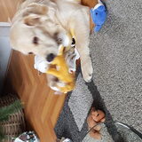 Benji