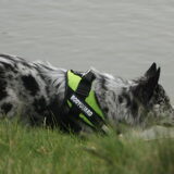 Foto van Angelique; Bruno, Charlie & Fenna