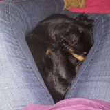 Foto van Petra,  *Lily Jane*   & Jip