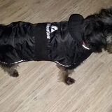 Foto van Ciska en Spanjaardje Moh (Bambi r.i.p.)