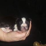 1 week oud :)