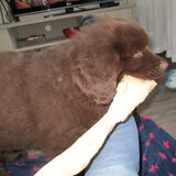 Foto van Willemijn - baasje van Vika .           Bams  en Ogin   ¥ .