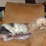 Foto van liesbeth,Turbo,Luna, Levi en Faith
