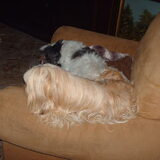 Foto van liesbeth,Turbo,Luna, Levi en Faith