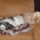 Foto van liesbeth,Turbo,Luna, Levi en Faith