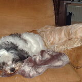 Foto van liesbeth,Turbo,Luna, Levi en Faith