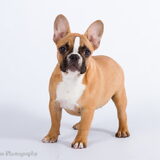 Dit is Roxy, twee weken ouder dan Ayla en wat fijner gebouwd en iets…