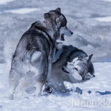 Foto van Alaska's Finest!