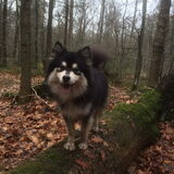 Foto van Joyce -Rover & Saga