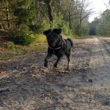 Foto van Ciska en Spanjaardje Moh (Bambi r.i.p.)