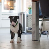 Foto van Hannah & Bink† en Beertje