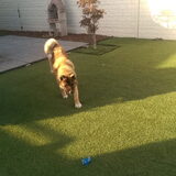 Foto van Jackie en Kiba:)